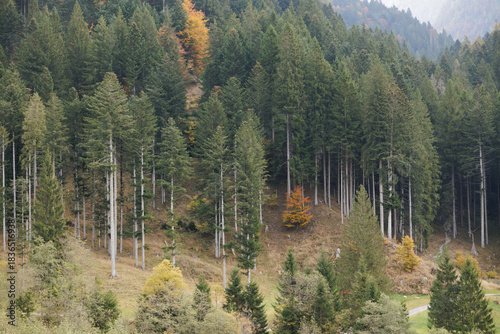 vista su un paesaggio boscoso nelle alpi italiane, caratterizzato da una fitta vegetazione di conifere e alberi decidui, alcuni dei quali mostrano colori autunnali gialli e arancioni