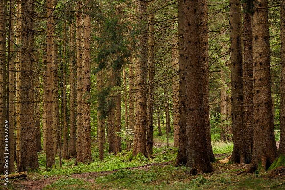 Obraz premium dettagli di una foresta di abeti tra le montagne alpine del Friuli Venezia Giulia, nel nord Italia, di giorno, in autunno