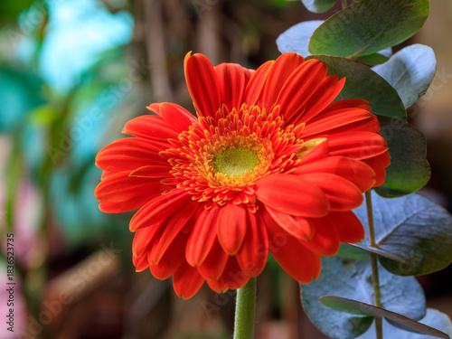 Bright red gerbera flower blooming amidst green leaves in a lively garden setting during the daytime