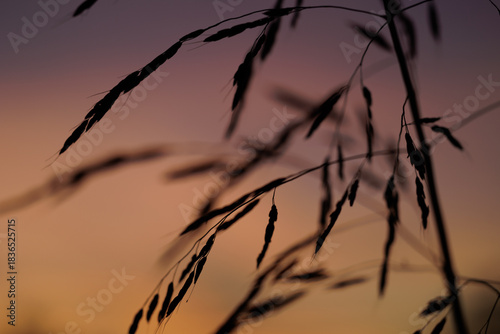 Fotografie sagoma di una pianta di erba alta, probabilmente Sorghum halepense, nota come so
