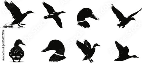 Silhouette collection of mallard ducks in various poses on a white background