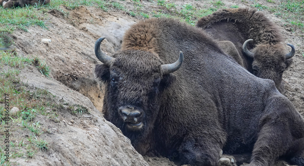 Fototapeta premium European bisons resting on the ground, Poland, in captivity 