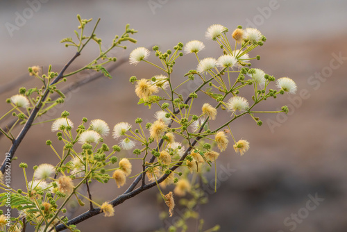 Sweet acacia tree in the India, Vachellia farnesiana 