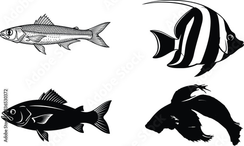 Four different fish species hand drawn in black and white illustration