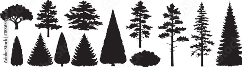 Evergreen forest firs and spruces black shapes, pine tree silhouettes. Wild nature trees templates, woodland trees set on white background, vector illustration..eps