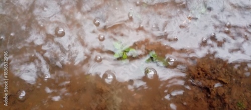 Bubbles and green shoots in clear muddy water
