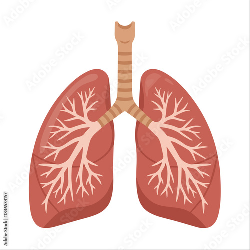 Detailed human lungs and respiratory system anatomy illustration Vector