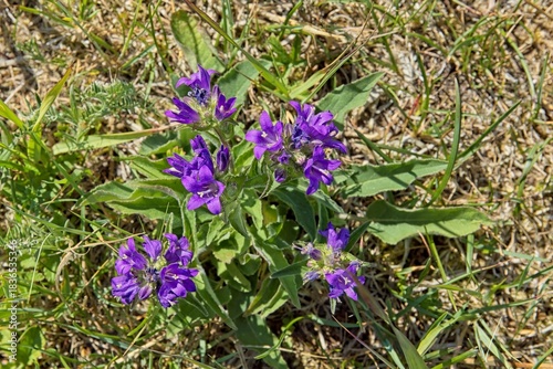 Close-up of clustered bellflower (campanula glomerata) in sunny summer weather, Abruka, Saaremaa, Estonia.