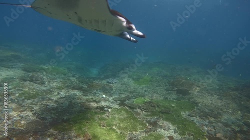 Slow-motion underwater shot of a manta ray gliding over a coral reef in clear blue water, showcasing its smooth movement and the textured marine landscape below.
