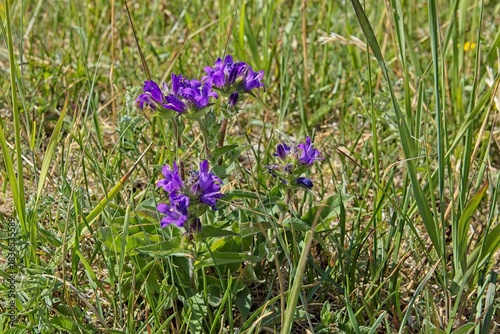 Close-up of clustered bellflower (campanula glomerata) in sunny summer weather, Abruka, Saaremaa, Estonia.