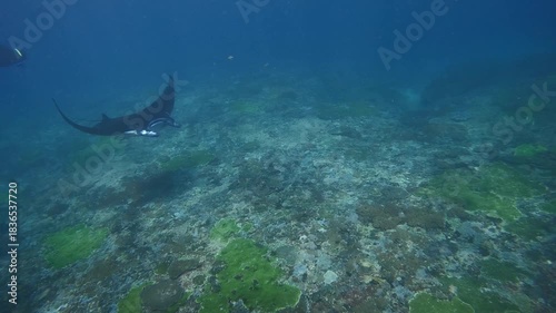 Slow-motion underwater shot of a manta ray gliding over a coral reef in clear blue water, showcasing its smooth movement and the textured marine landscape below.
