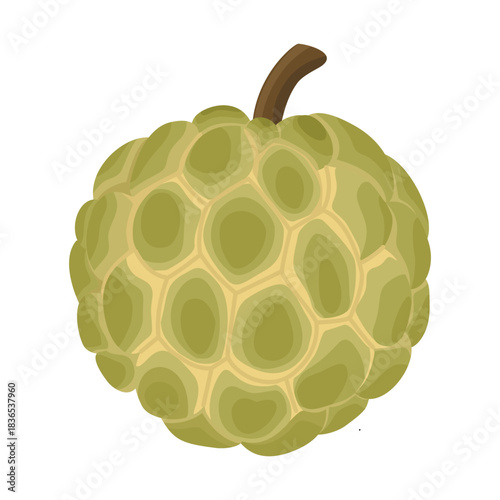 Sugar apple fruit. Vector illustration. Highlights and shadows. Isolated on a white background.