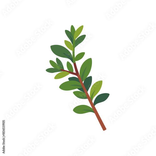 Fresh green thyme aromatic herb sprig, isolated flat style vector illustration