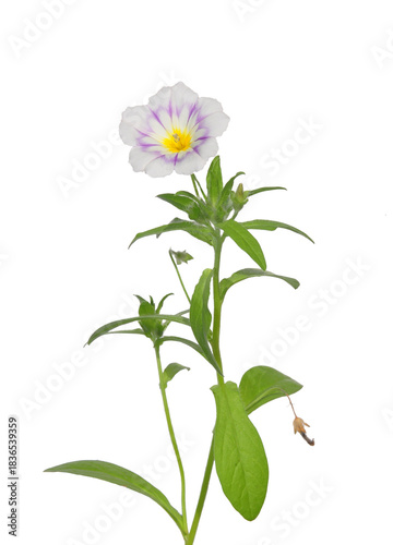 Dreifarbige Winde (Convolvulus tricolor)