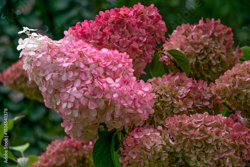 Beautiful white and pink hydrangea flowers.