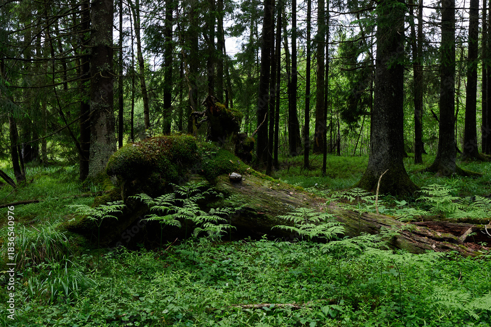 Obraz premium Summer Moss Forest