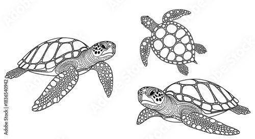 Intricate sea turtle designs with geometric patterns in black and white
