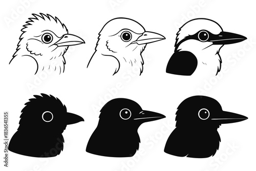 Bird head silhouettes and line art: comparative avian illustrations