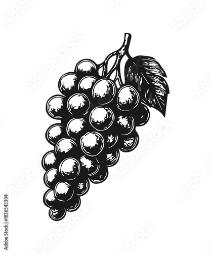 Simple hand drawn wine grape icon sketch, engraved fruit illustration.