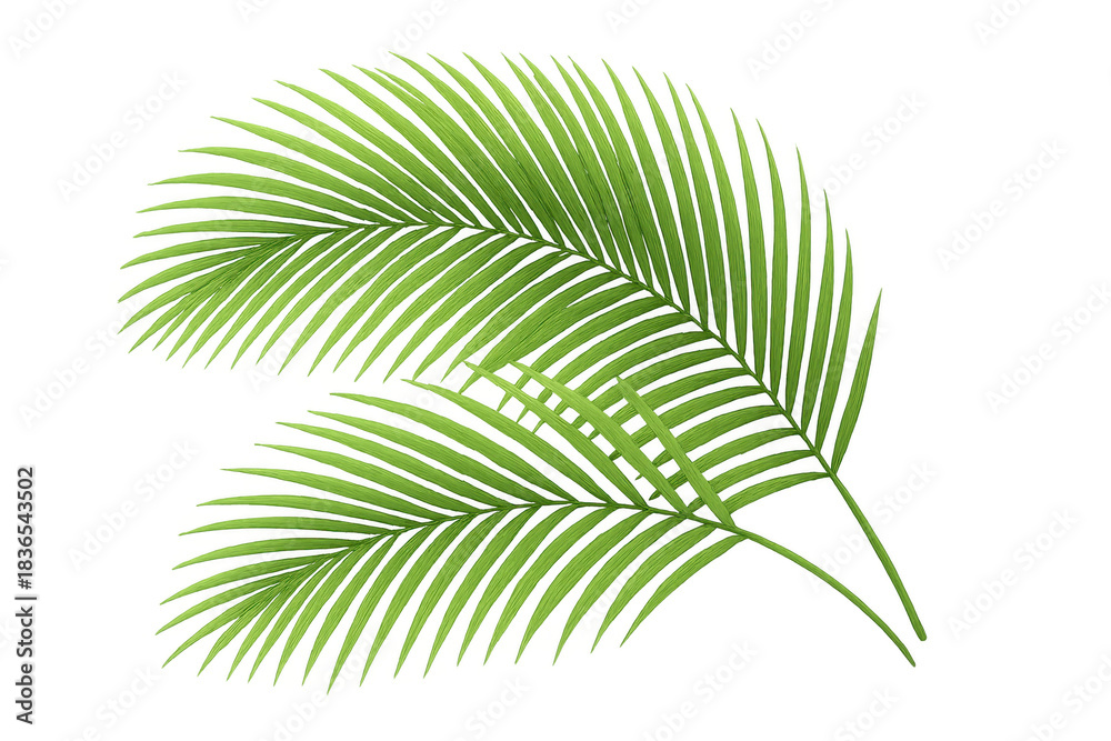 Obraz premium Green palm frond vector illustration on transparent background, adding tropical nature and summer vibes