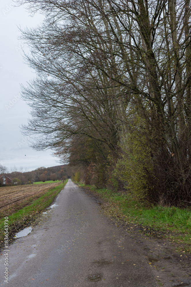 Fototapeta premium Countryside road leading through bare trees in autumn