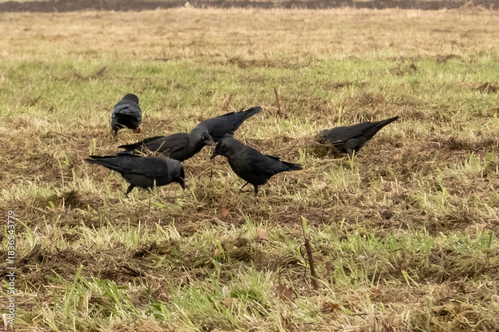 Fototapeta premium Crows foraging in field, finding food