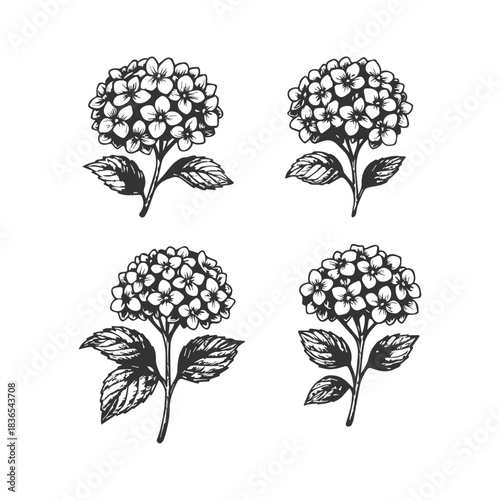 Simple hand drawn hydrangea icon set sketch, engraved floral botanical illustration.