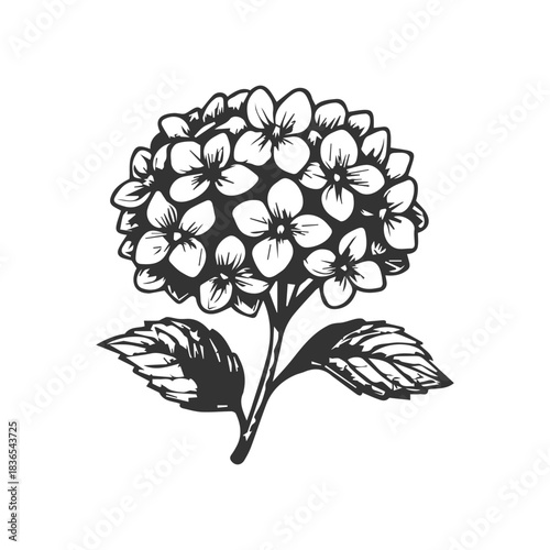 Simple hand drawn hydrangea icon sketch, engraved floral botanical illustration.