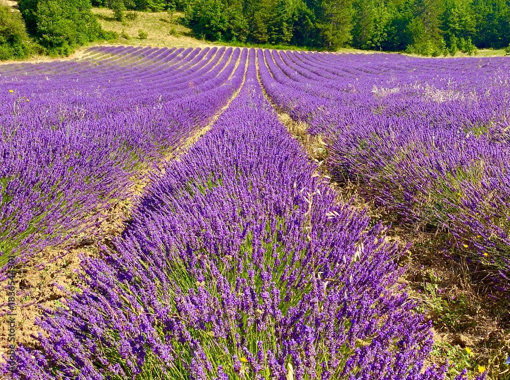 Fototapeta premium lavender field in Sault