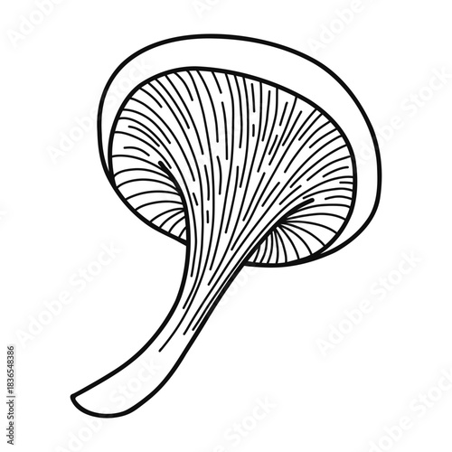 doodle style mushroom shows a curved cap with distinct lines on its surface, isolated on white background. gills beneath cap are visible, offering details of its structure