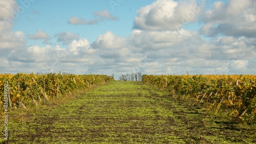 Billede på lærred a clearing between vineyards with yellowed leaves on a sunny day in late October
