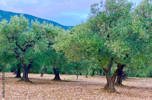Olive trees garden in Nyons