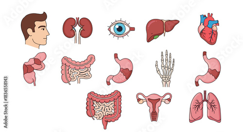 Collection of illustrated human internal organ icons, including the heart, lungs, brain, and digestive system, for medical education.