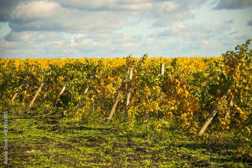 A vineyard with yellowed leaves on a spar with concrete supports in the foothills of the Western Caucasus before the onset of winter on a sunny autumn day in early November