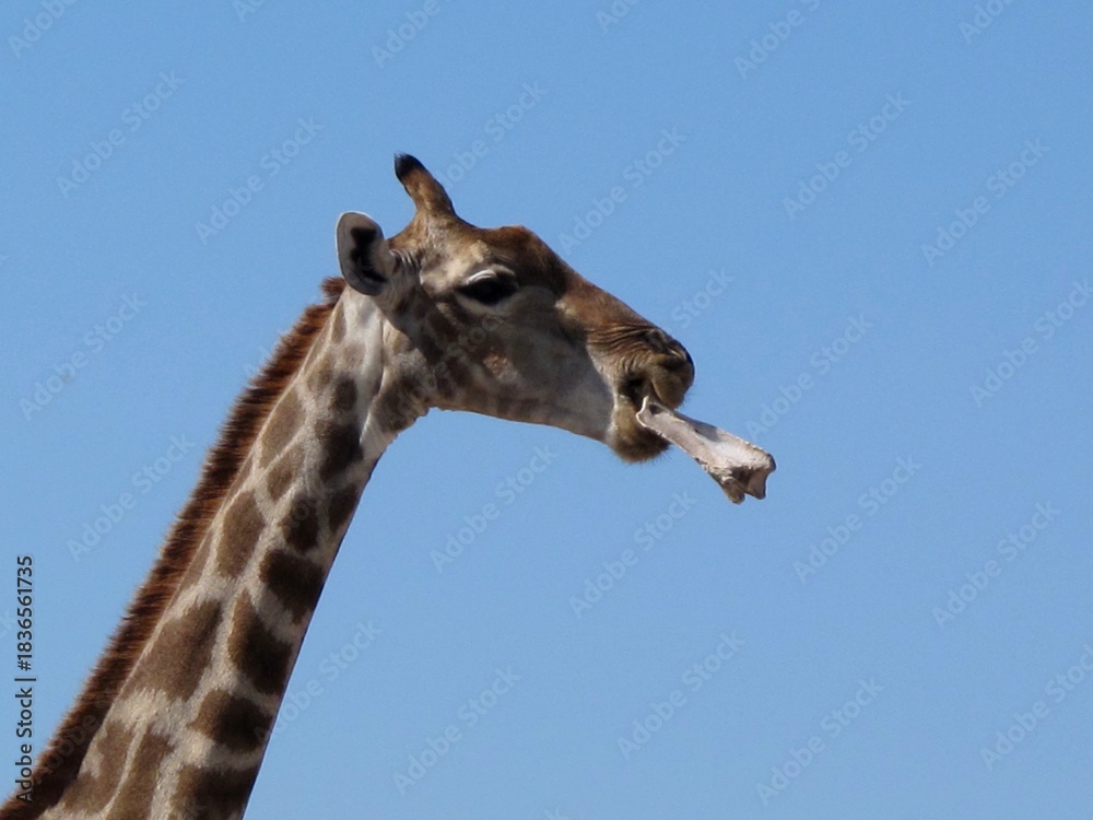 Fototapeta premium Giraffe in Etosha chewing a bone, displaying rare osteophagy behavior under a clear blue sky in Namibia.