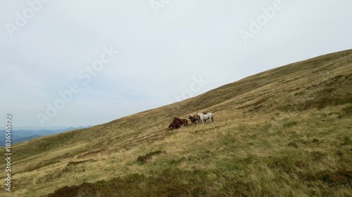 Horses grazing on mountain hillside