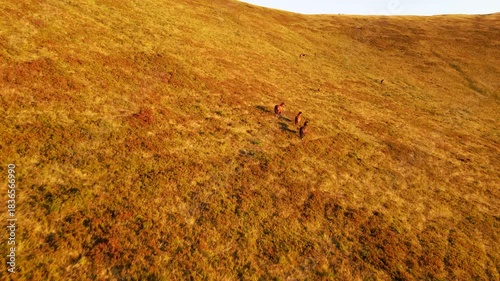 Aerial view of wild horses running across sunlit golden hills during sunset