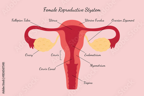 Female Reproductive System Labeled Medical Diagram– Uterus, Ovaries, and Fallopian Tubes Anatomy
