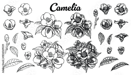 Vector of Camelia with line drawing style for use in your art decoration.