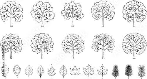 Tree top view, leaf icon set, plant illustration set for architectural design. Tree top view vector collection features diverse tree and leaf sketches for landscape planning, botanical art  VECTORE BL