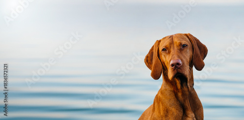 Cuadro en lienzo Hungarian Vizsla Dog Portrait by Calm Lake at Sunrise