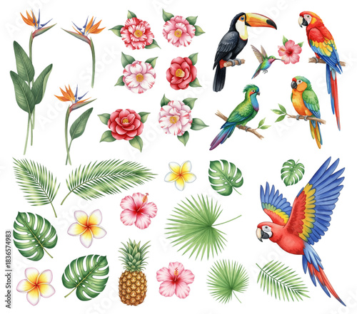 Toucan, macaw parrots, hummingbird, hibiscus flower, camellia, plumeria, pineapple and palm leaves for beach decor vector set. Monstera, colibri, hibiscus, tropical birds and plants.
