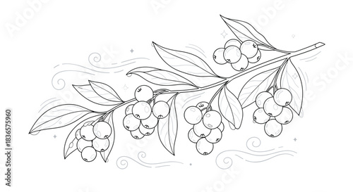 An elegant and detailed black and white line art illustration of a leafy branch with clusters of berries and decorative swirls.