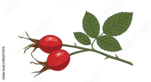 Detailed vector illustration of a rose hip branch with two vibrant red berries and green leaves, isolated on a white background.