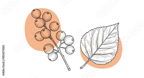 Botanical line art illustrations of a berry branch and a detailed leaf, each highlighted with an abstract soft orange shape for a modern design.