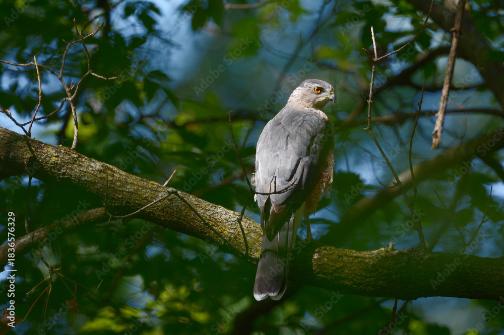 Fototapeta premium Perching Cooper's Hawk