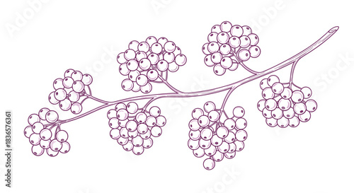 Hand drawn illustration of a branch with clusters of small berries in a sketchy style.
