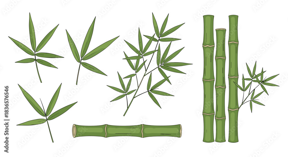 Fototapeta premium Collection of green bamboo stalks, branches and leaves arranged on a white background.