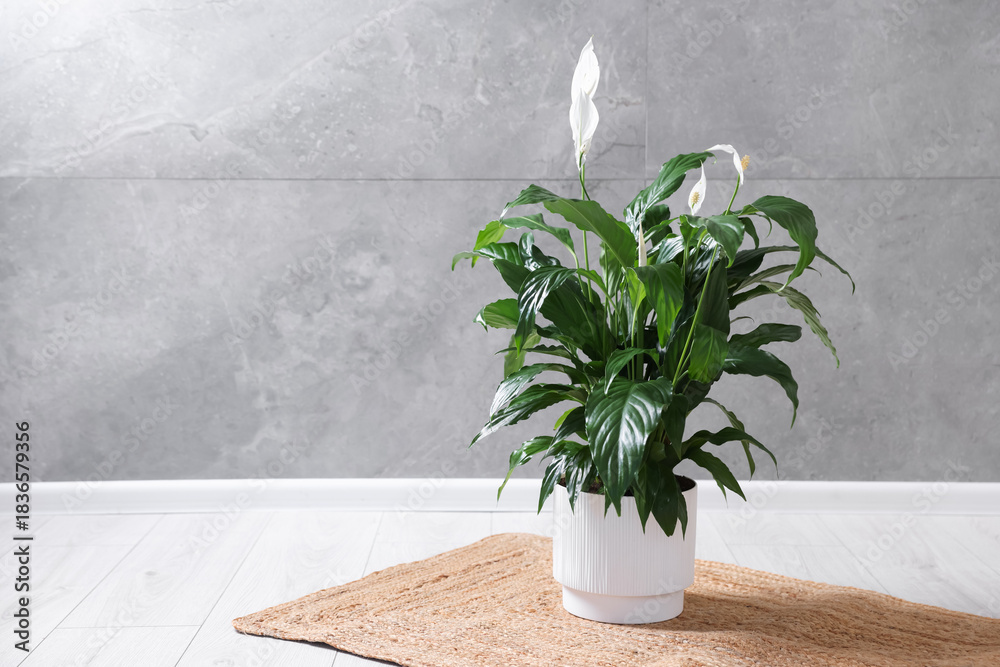 Obraz premium Beautiful spathiphyllum (peace lily) houseplant with flowers on floor indoors. Space for text