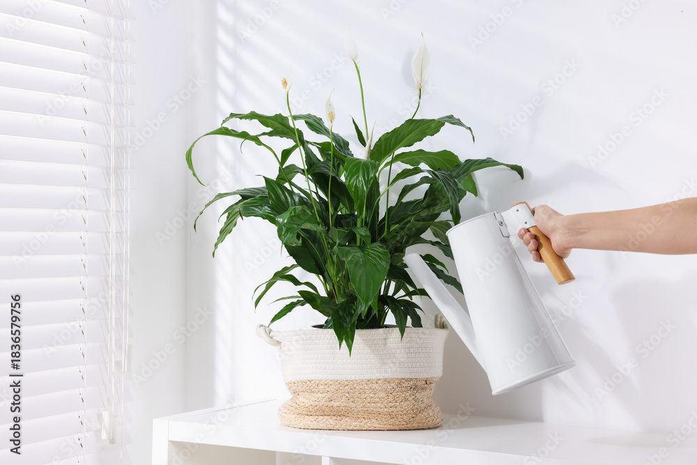 Obraz premium Woman watering beautiful potted spathiphyllum indoors, closeup